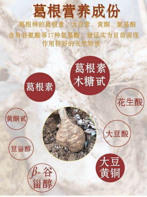 農(nóng)家葛根 來(lái)自云浮云霧山居的綠色鮮味