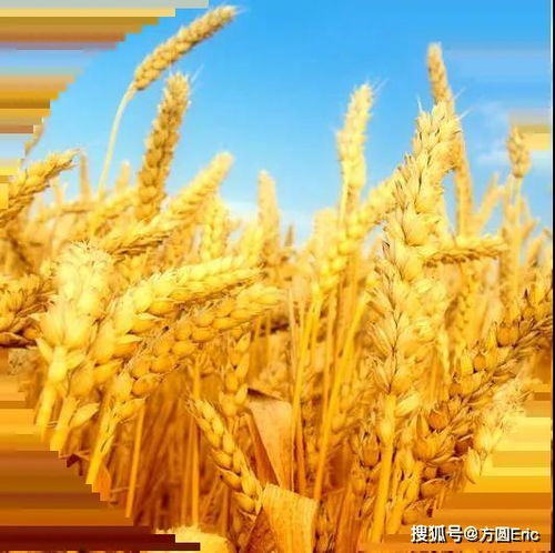 良好農(nóng)業(yè)規(guī)范（GAP）與初級(jí)農(nóng)產(chǎn)品 定義、核心與實(shí)踐意義