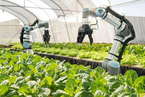 黑科技賦能農戶生產 鄉村振興迎數字化紅利下的初級農產品轉型