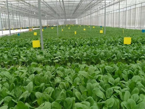 恩平農產品同城配送專業團隊在線服務 新鮮直達，品質無憂